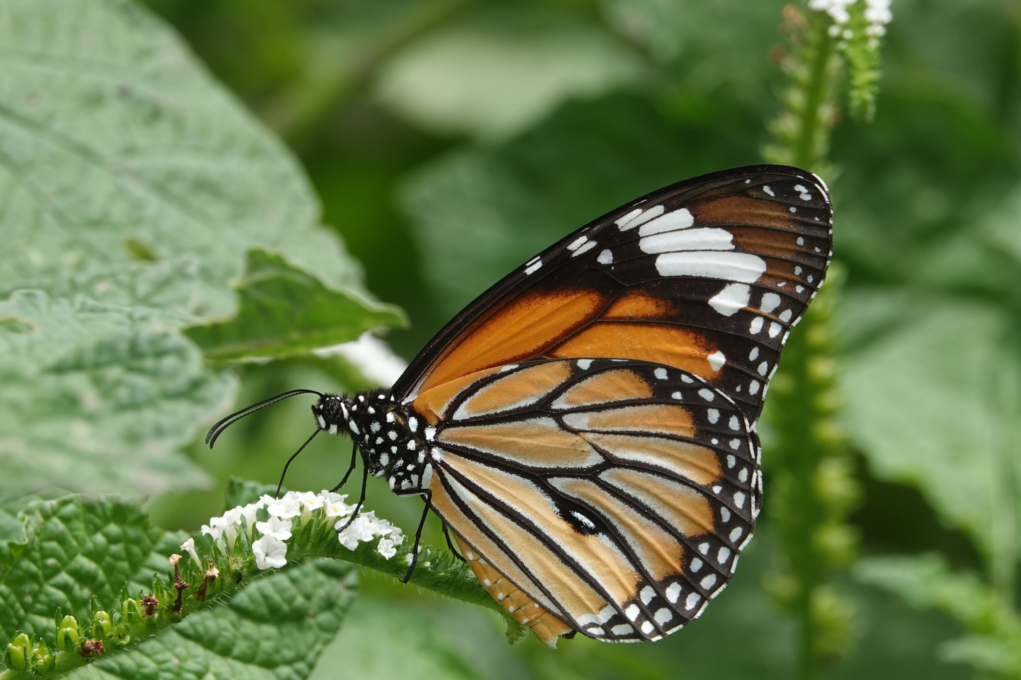 Striped Tiger