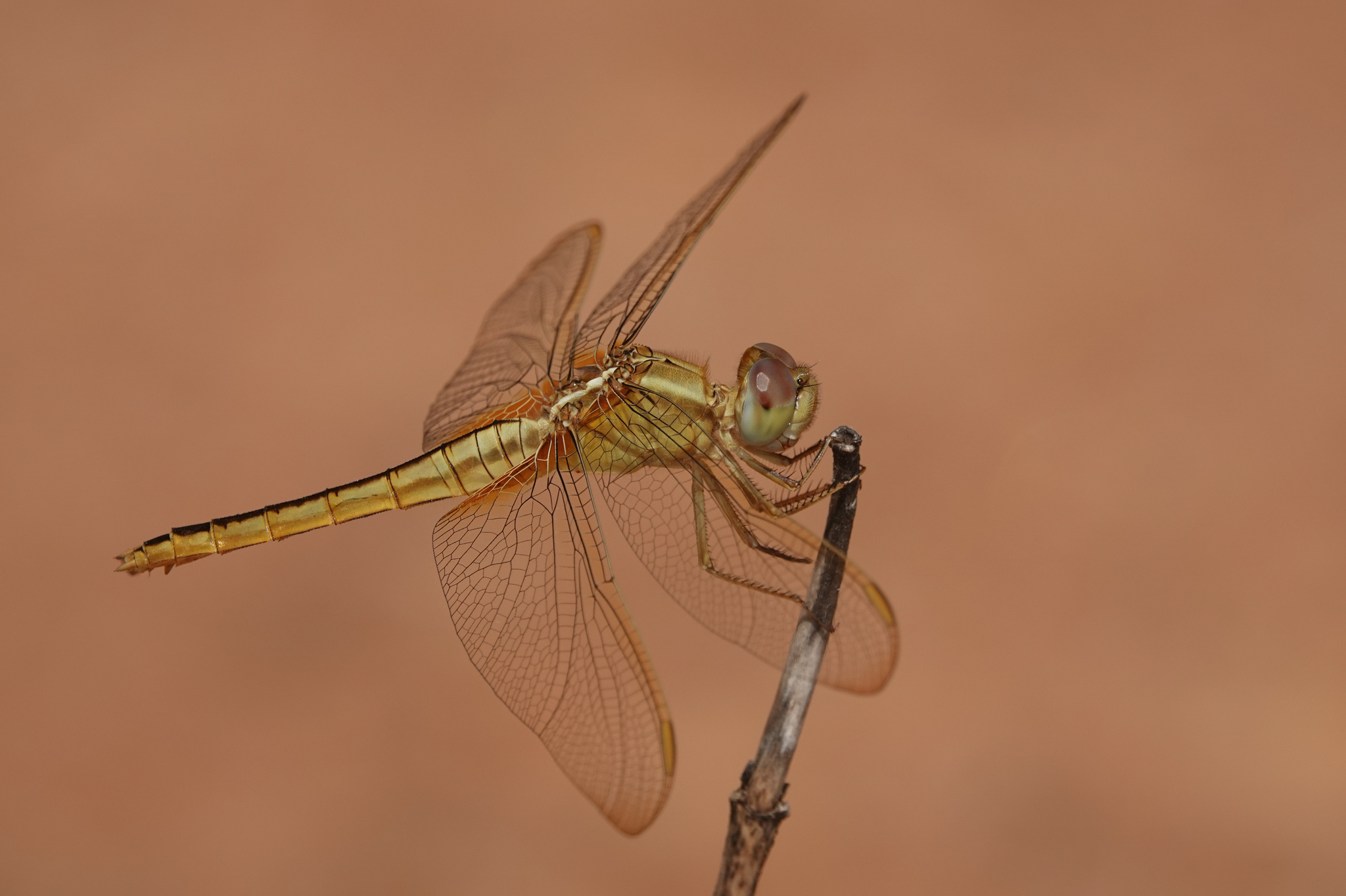 Scarlet Skimmer