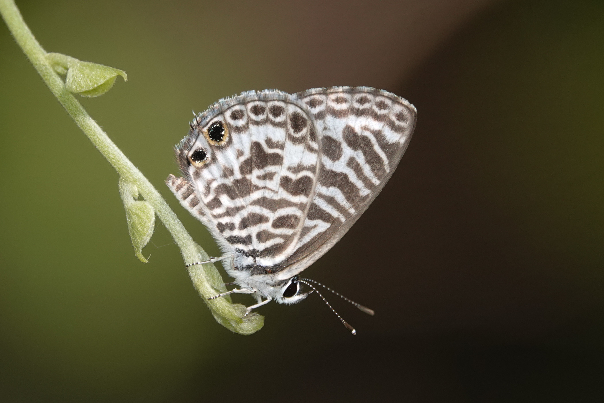 Zebra Blue