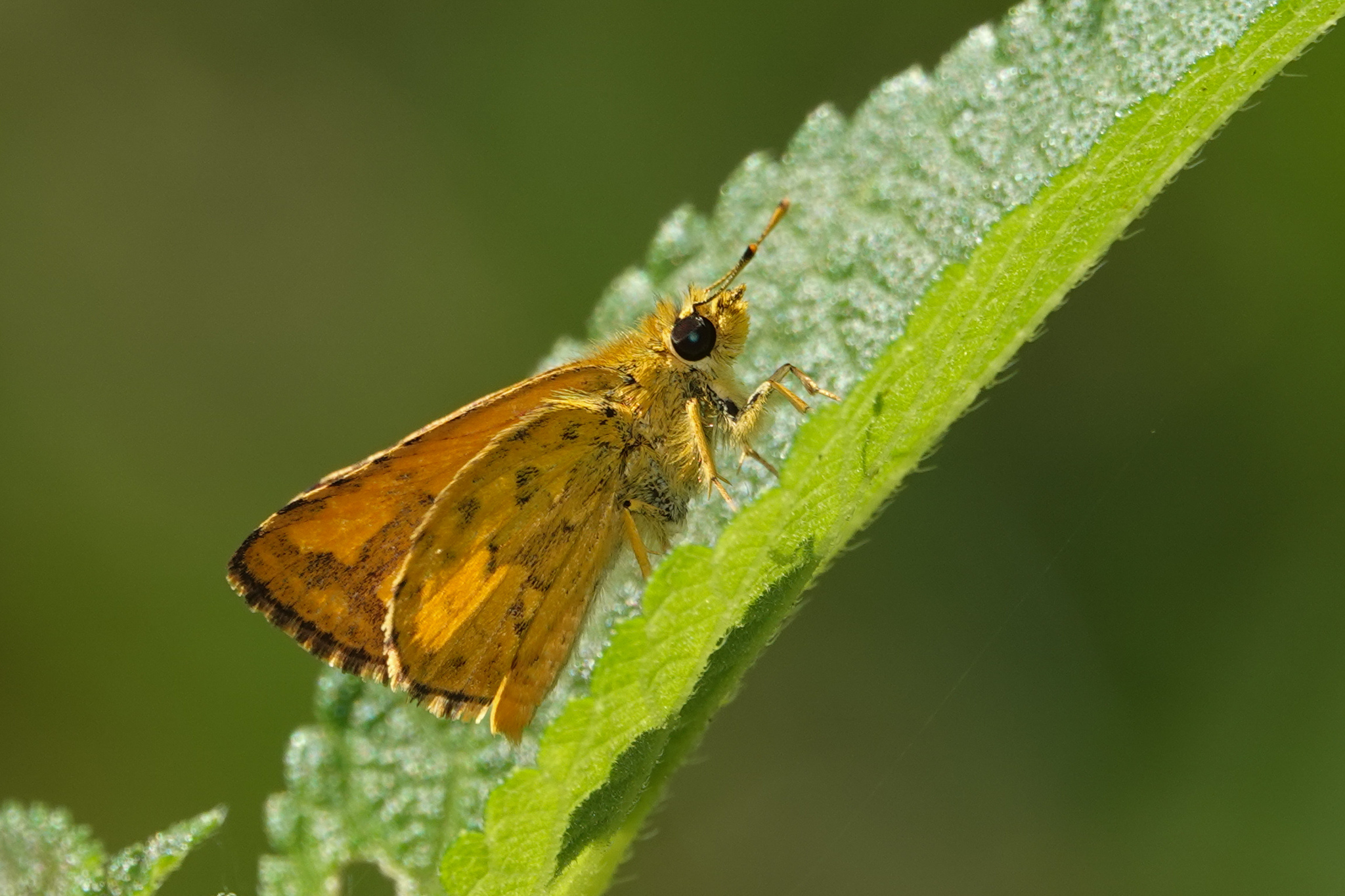 Bush Hopper