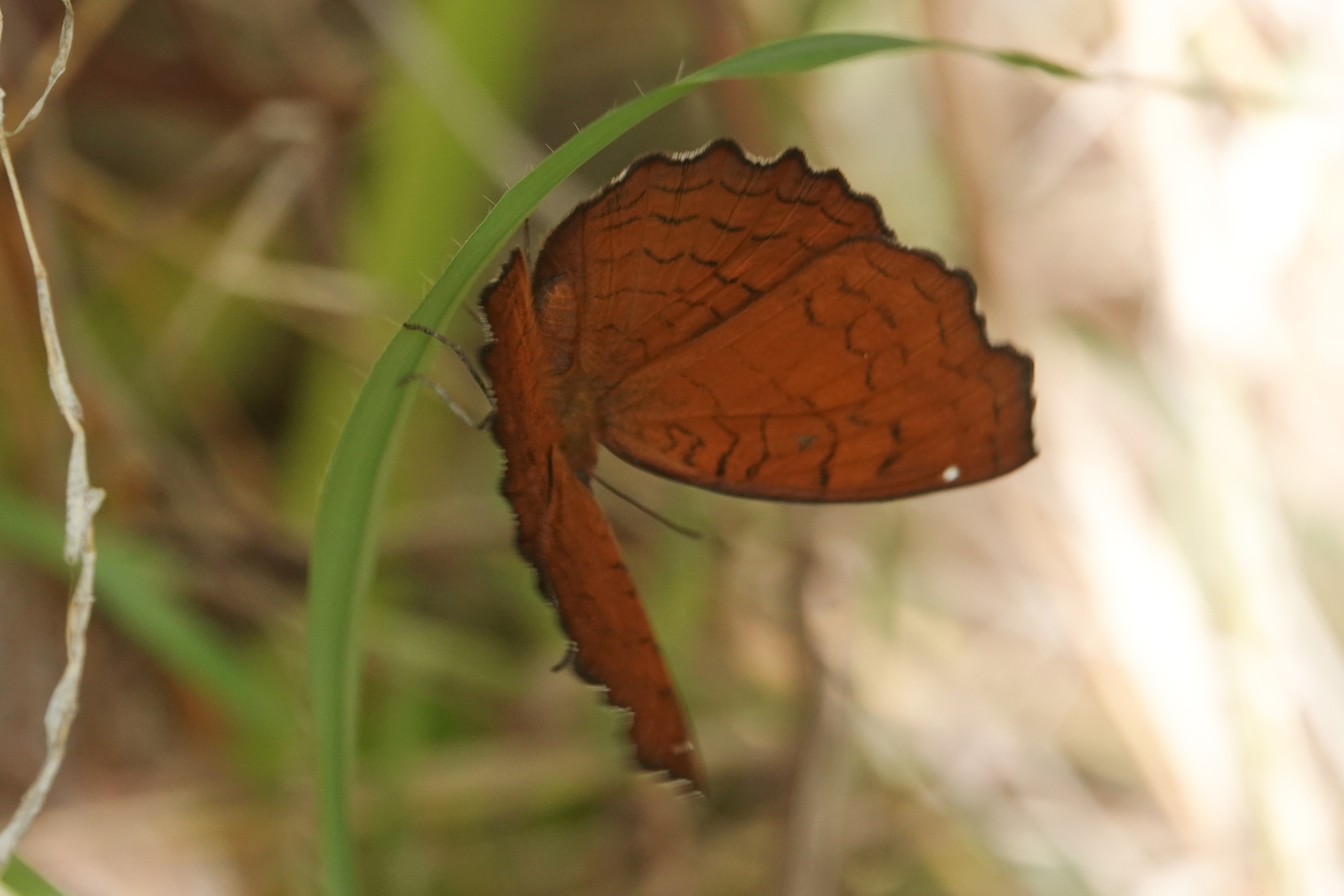 Angled Castor