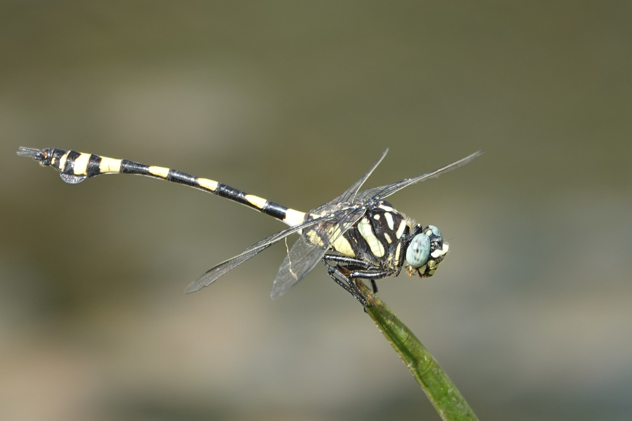 Indian Common Clubtail
