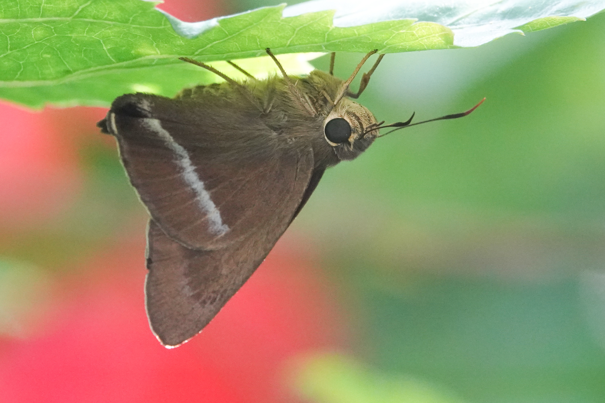 Common Banded Awl