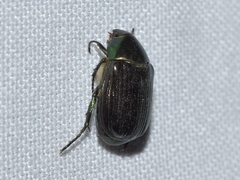 Paranomala cincta