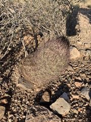 Echinomastus erectocentrus erectocentrus