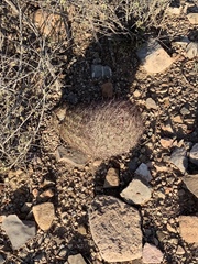 Echinomastus erectocentrus erectocentrus