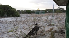 Corvus palmarum