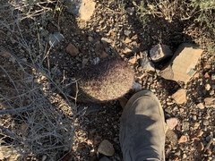 Echinomastus erectocentrus erectocentrus