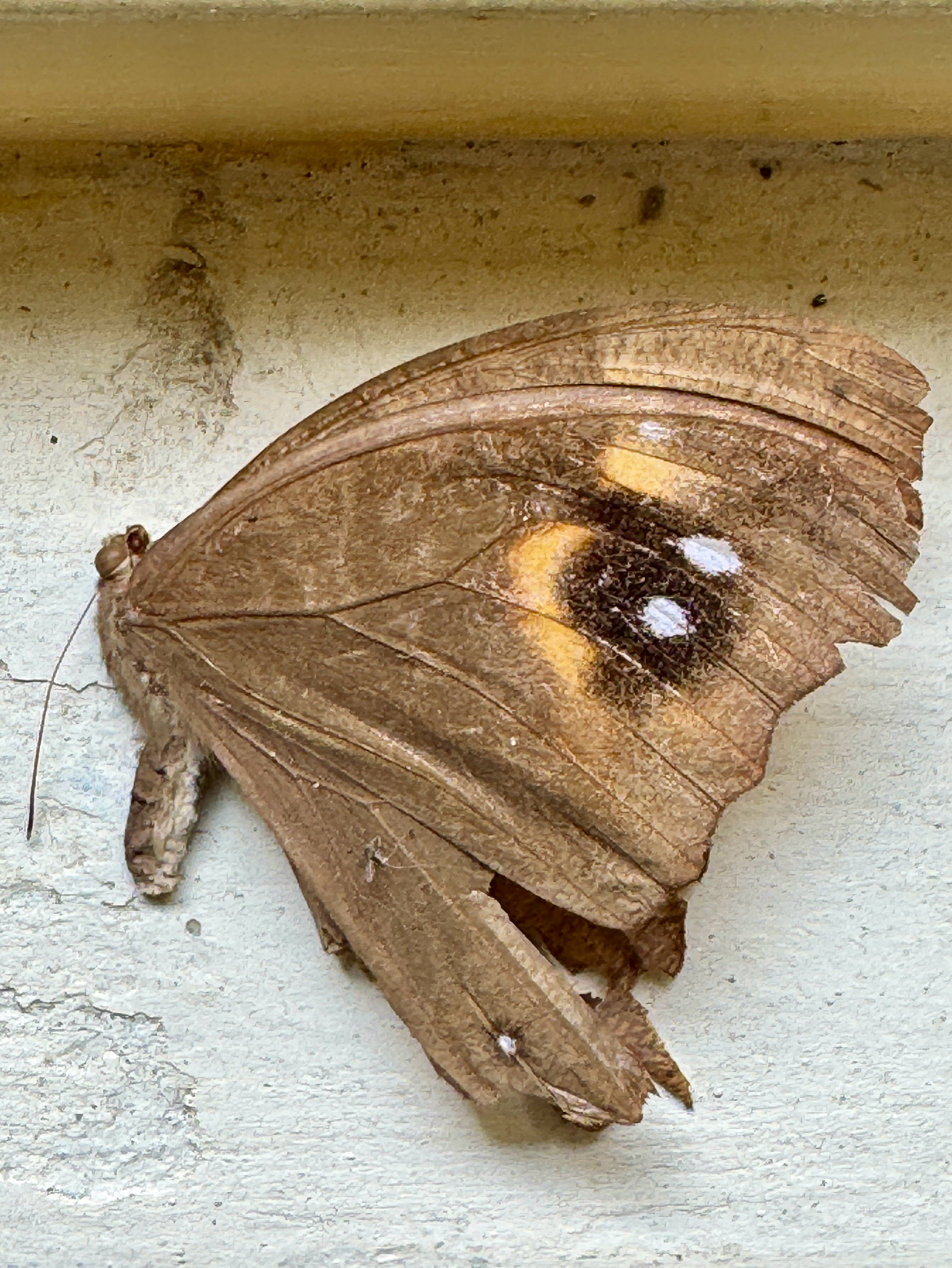 Common Evening Brown