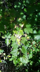 Vitis riparia
