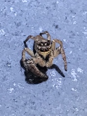 Carrhotus xanthogramma