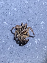 Carrhotus xanthogramma