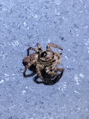 Carrhotus xanthogramma
