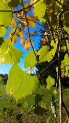 Vitis riparia
