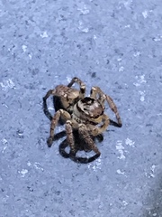 Carrhotus xanthogramma