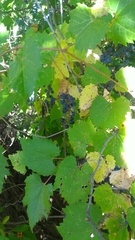 Vitis riparia