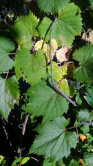 Vitis riparia