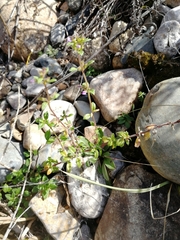 Ziziphora clinopodioides