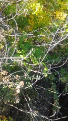 Vitis riparia