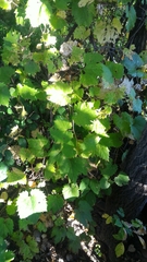 Vitis riparia
