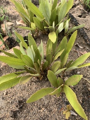 Parinari capensis capensis