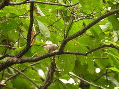 Aegithalos glaucogularis