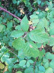 Rubus