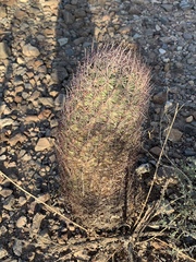 Echinomastus erectocentrus erectocentrus