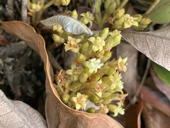 Parinari capensis capensis