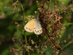 Coenonympha amaryllis