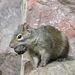 Père David's Rock Squirrel - Photo (c) 茶棚, some rights reserved (CC BY-NC), uploaded by 茶棚