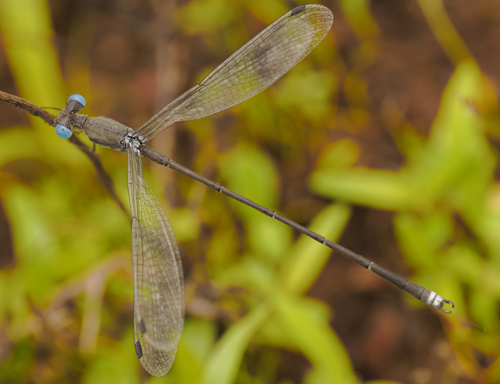 Emerald Spreadwing