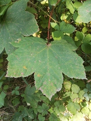 Acer pseudoplatanus
