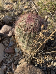 Echinomastus erectocentrus erectocentrus