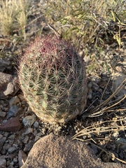 Echinomastus erectocentrus erectocentrus