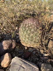 Echinomastus erectocentrus erectocentrus