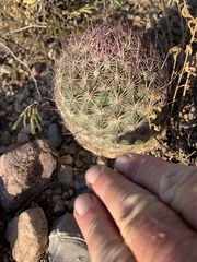 Echinomastus erectocentrus erectocentrus