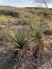 Yucca baccata brevifolia