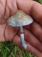 Stropharia