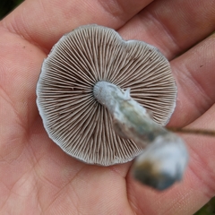 Stropharia