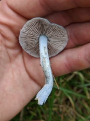 Stropharia
