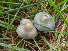 Stropharia