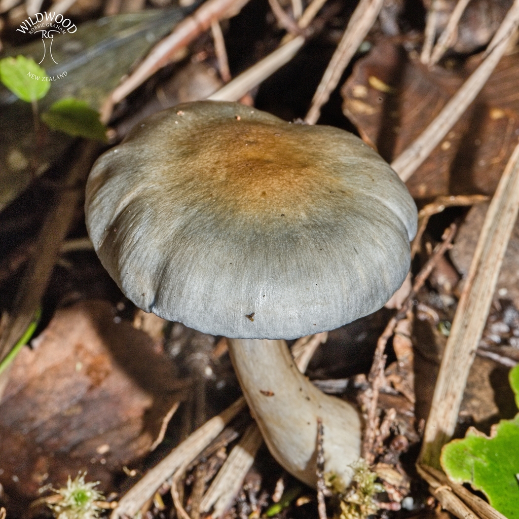 Cortinarius rotundisporus · June 2025 · photo: © robbiebgraham (iNaturalist, cc0)