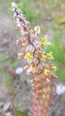 Lachenalia variegata