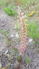 Lachenalia variegata
