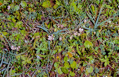 Lysimachia tenella
