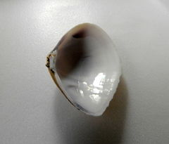 Iphigenia brasiliensis