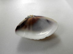 Iphigenia brasiliensis