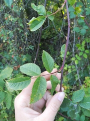Rosa canina