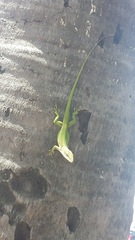 Anolis porcatus